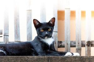 Jeune chat de une noir Couleur sur clôture ,animal portrait noir chaton photo