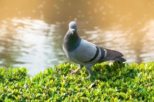 pigeons dans le parc photo