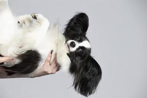 marrant papillon chien avec pendaison oreilles sur une gris Contexte. photo