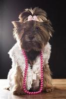 Yorkshire terrier dans magnifique vêtements. charme à la mode chien dans une fourrure manteau, décoré avec perles et une arc. designer vêtements pour chiens. photo