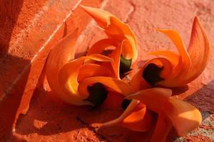 butea monosperma sur Orange peint ciment comme Contexte photo