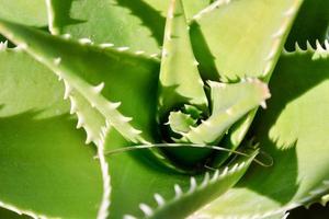 plante succulente verte photo