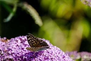 papillon sur une fleur violette photo