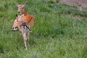 cerfs dans l'herbe photo