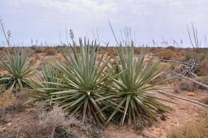 plantes dans le désert photo