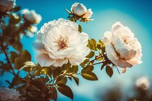 blanc buisson des roses sur une Contexte de bleu ciel dans le lumière du soleil. magnifique printemps ou été floral Contexte photo