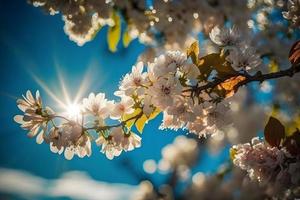 Photos printemps épanouissement - blanc fleurs et lumière du soleil dans le ciel, la photographie