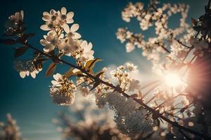 Photos printemps épanouissement - blanc fleurs et lumière du soleil dans le ciel, la photographie