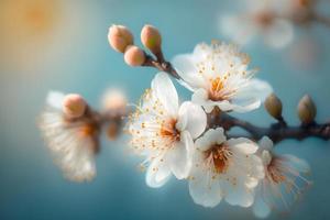 Photos magnifique floral printemps abstrait Contexte de la nature. branches de épanouissement abricot macro avec doux concentrer sur doux lumière bleu ciel Contexte