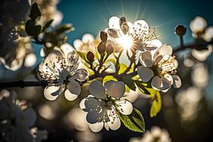 Photos printemps épanouissement - blanc fleurs et lumière du soleil dans le ciel, la photographie