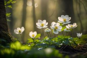 magnifique blanc fleurs de anémones dans printemps dans une forêt proche en haut dans lumière du soleil dans la nature. printemps forêt paysage avec floraison primevères photo