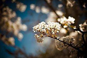 Photos printemps épanouissement - blanc fleurs et lumière du soleil dans le ciel, la photographie