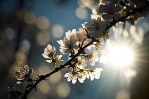 Photos printemps épanouissement - blanc fleurs et lumière du soleil dans le ciel, la photographie