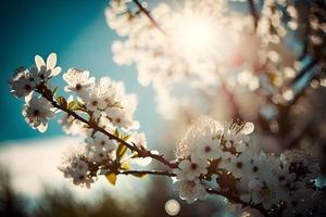 Photos printemps épanouissement - blanc fleurs et lumière du soleil dans le ciel, la photographie