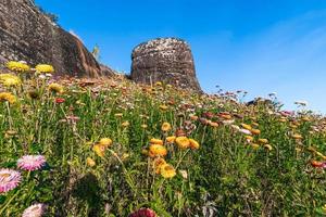 magnifique Prairie fleurs sauvages paille fleur dans le montagnes phu hin rong kla nationale parc, Thaïlande photo