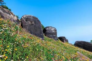 magnifique Prairie fleurs sauvages paille fleur dans le montagnes phu hin rong kla nationale parc, Thaïlande photo