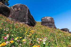 magnifique Prairie fleurs sauvages paille fleur dans le montagnes phu hin rong kla nationale parc, Thaïlande photo