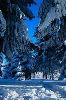 hiver couvert de neige Noël scène avec une pin arbre. épicéa grand branches couvert avec gel. calme flou Contexte de hiver temps avec flocons de neige. photo