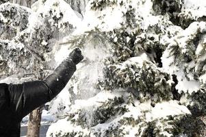 hiver route, Noël des arbres dans le neige. une Piste dans une hiver neige scène. neigeux, soir. photo