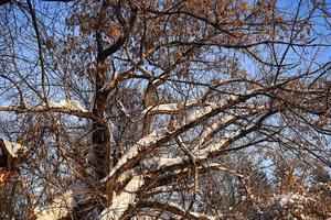 hiver couvert de neige Noël scène avec une pin arbre. épicéa grand branches couvert avec gel. calme flou Contexte de hiver temps avec flocons de neige. photo