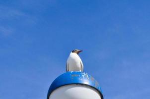 mouette permanent sur abat-jour sur le baltique mer par le mer. le oiseau regards le coucher du soleil. photo