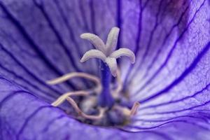 pistil blanc à l'intérieur de la fleur violette photo