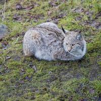 lynx dans l'herbe photo