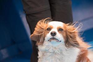 chevalier Roi chien portrait dans le vent photo