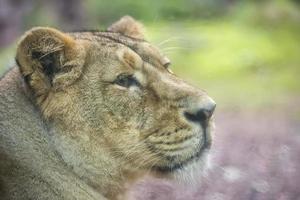 femelle asiatique Lion portrait photo