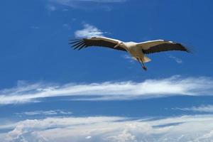 une ciconia cigogne dans le Profond bleu ciel photo