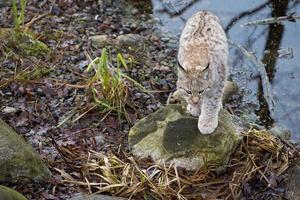 lynx dans l'herbe photo