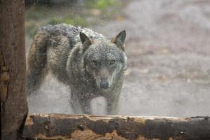 Loup à l'extérieur une fenêtre photo