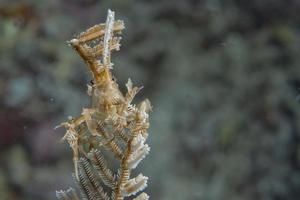 crevettes sur corail mou photo