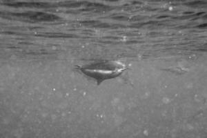 dauphins en nageant sous l'eau photo