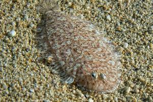 une plat poisson yeux détail tandis que cache dans le le sable photo