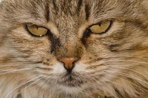 chat gros plan portrait photo