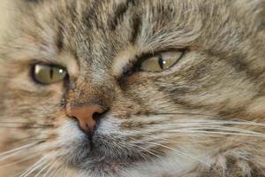 chat gros plan portrait photo