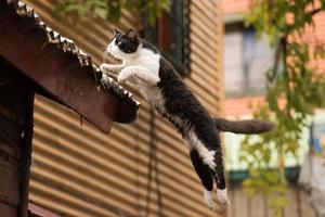 chat sauter dans la boca peint maison dans buenos aires photo