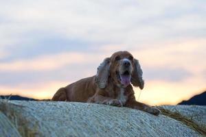 chien cocker vous regarde au coucher du soleil photo