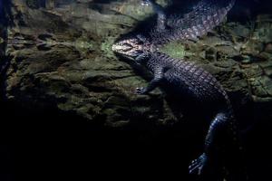 queue de crocodile alligator sous-marin portrait photo