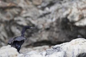 isolé cormoran dans Homère Alaska Kenai péninsule photo