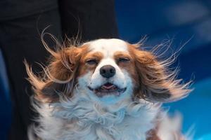 chevalier Roi chien portrait dans le vent photo