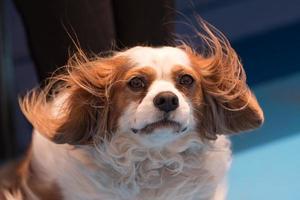 chevalier Roi chien portrait dans le vent photo