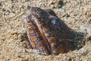 une mer serpent prêt à attaque dans le nuit dans Indonésie photo