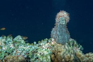 concombre de mer holoturien photo