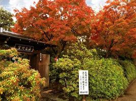 rouge érable des arbres avec clôture arbustes dans une traditionnel Japonais maison. photo