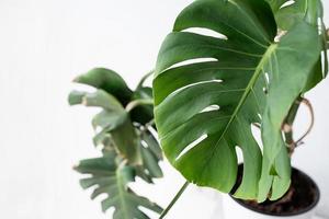 vert tropical monstera les plantes sur toilette table dans lumière et aéré intérieur de chambre, fermer photo