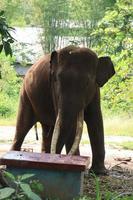 portrait de un l'éléphant en marchant seul tandis que divertissant touristes. photo