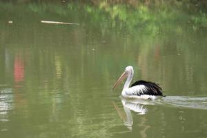 beaux pélicans nageant dans le lac. photo