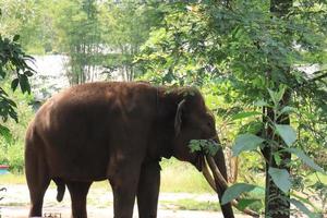 portrait de un l'éléphant en marchant seul tandis que divertissant touristes. photo